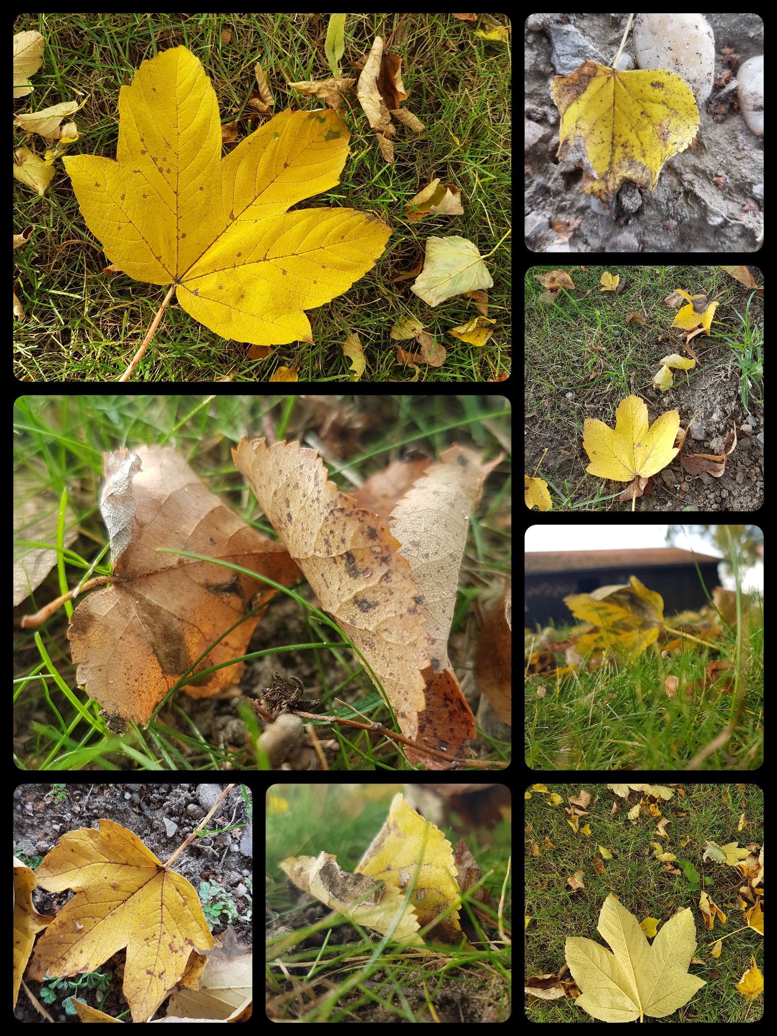 CYMERA_20211020_142740